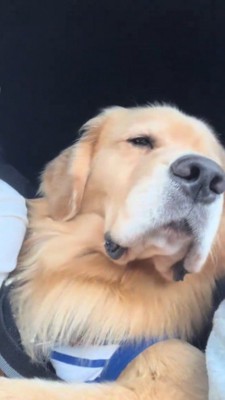 車の中で寂しそうな表情を浮かべる犬