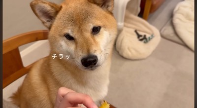 焼き芋を持つ飼い主を見つめる犬