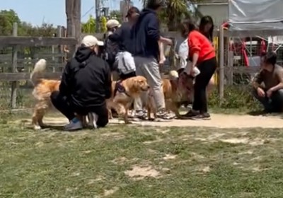 迷子になる犬