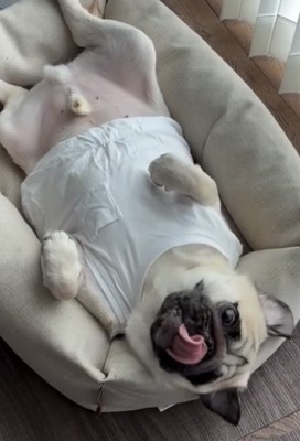 寝転びながら鼻を舐める犬