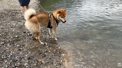 「あれ、もしかして僕って泳げるの?」
