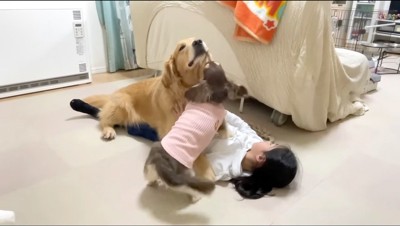 女の子の上に乗っている大型犬の顔を舐める小型犬