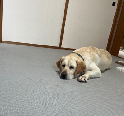 ちょっとだけ入れた