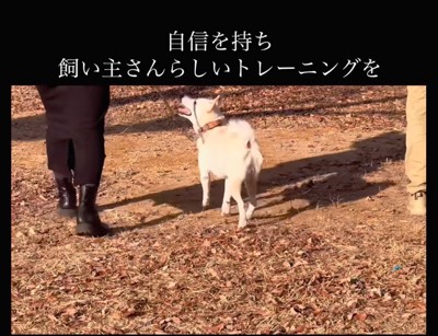 飼い主の隣を歩く柴犬