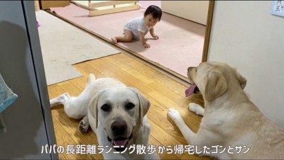 廊下でくつろぐ2頭の犬と赤ちゃん