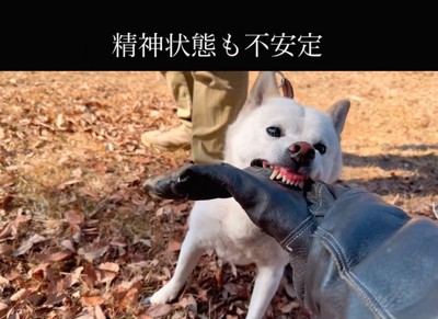 再び手袋を噛む柴犬