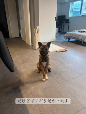 広い部屋で座る子犬