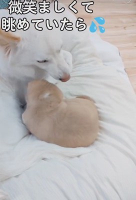 我が子のようにお世話