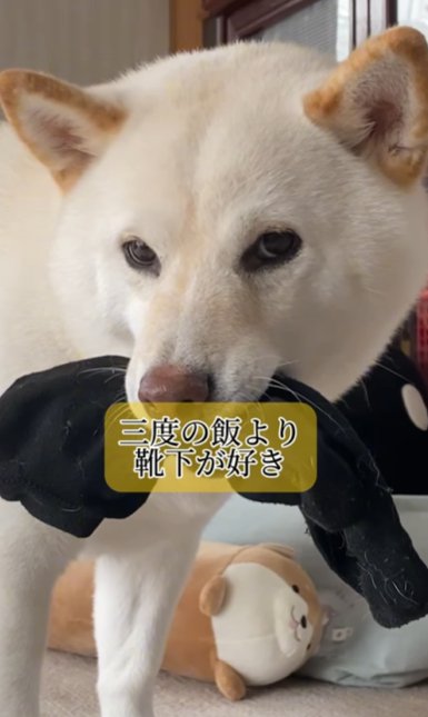 飼い主の靴下をくわえて歩く柴犬