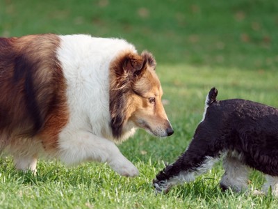 相手の犬のお尻を嗅ぐ犬