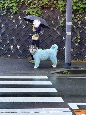 信号待ち