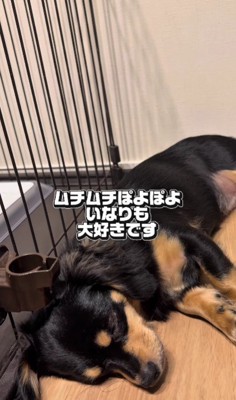 ムチムチの姿も愛おしい