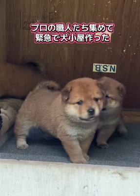 立派な犬小屋をもらったよ♪