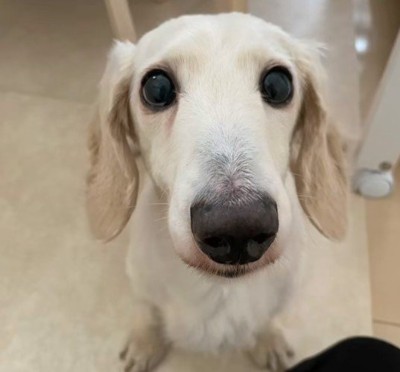 ある家族の元に迎えられた