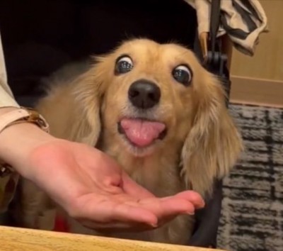 舌