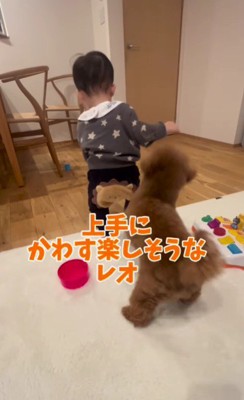 可愛いじゃれあい♡