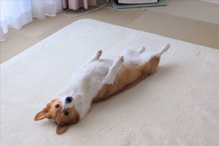 前足