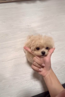 芸を披露するみるくちゃん3