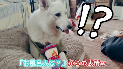 BJ くんに「お風呂入る？」と聞いたら5