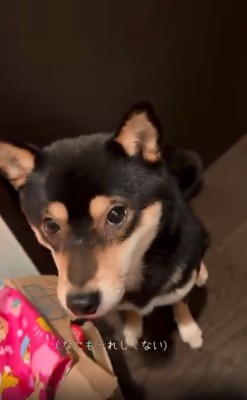 冷めた目のあんこちゃん