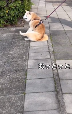 尻もちをつくうーちゃん