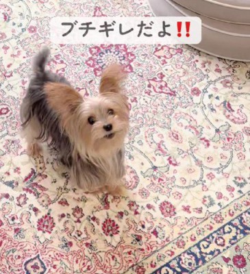 「行かないで！！」