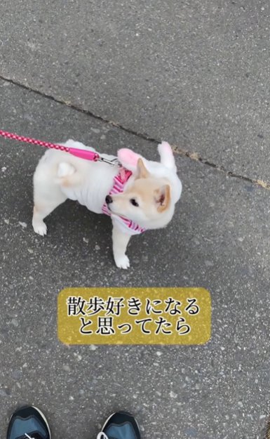 周囲を見回す柴犬のパピー