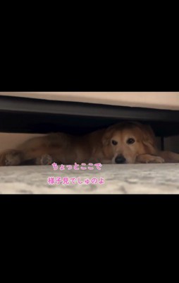 雷が怖いハルちゃん、お父さんが帰宅したら…2