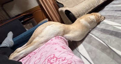 ソファから滑り落ちる犬3