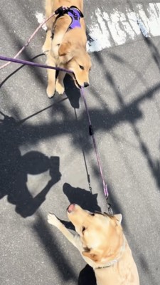 ラブラドールの綱をくわえて引っ張るゴールデン