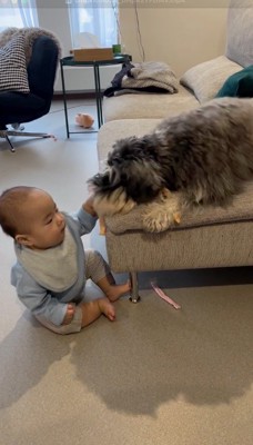 赤ちゃんの持っているおもちゃを咥える犬