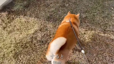 いつもの道を進むと…