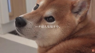 はちくんはちょっぴり人見知り