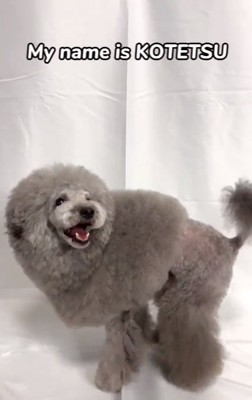 笑顔のこてつくん