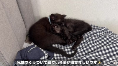 2匹の子猫を保護