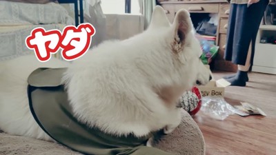 BJ くんに「お風呂入る？」と聞いたら⑩