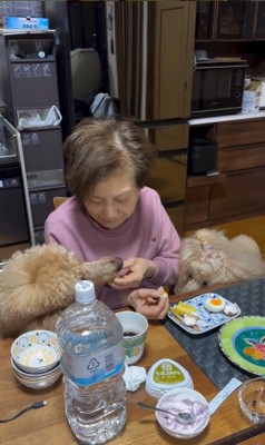 おばあちゃんの朝ご飯を狙うワンコたち9