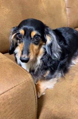 つぶらな瞳のまるちゃん