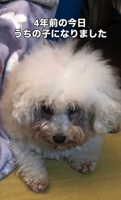 リリーちゃんの変化