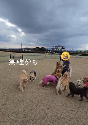 無理だと思ったにこちゃん