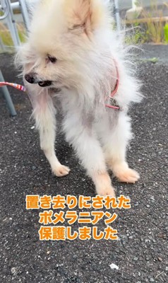 置き去りにされたルナちゃん6