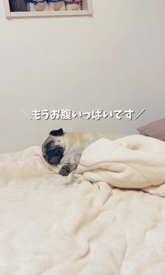 魔法の言葉で飛び起きるももこちゃん5