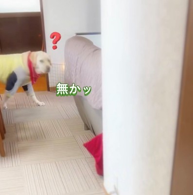 こちらを見ながら歩く犬