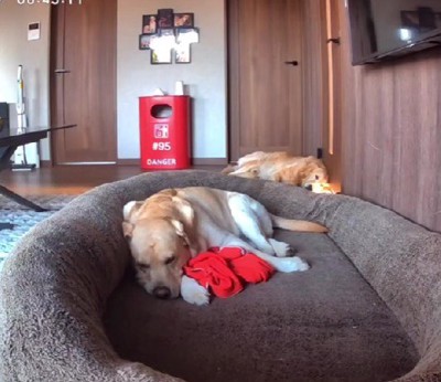 レイスちゃんが抱いているのは…