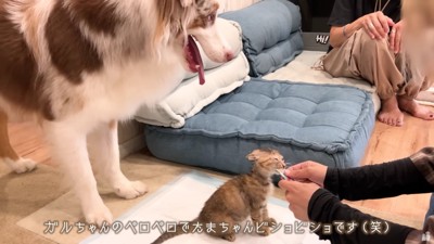 ガルチェロちゃんはペロペロ！