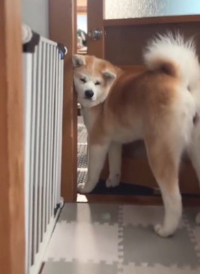 ドアの前で飼い主をふり返る犬
