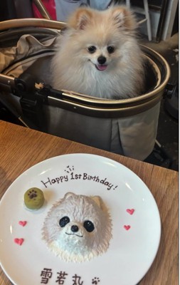 ケーキを見ている犬