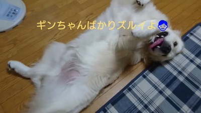 扇風機の前を独り占めするギンちゃん9
