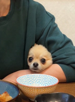 カメラ目線の犬1