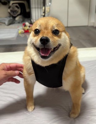 上半身ムキムキ!?